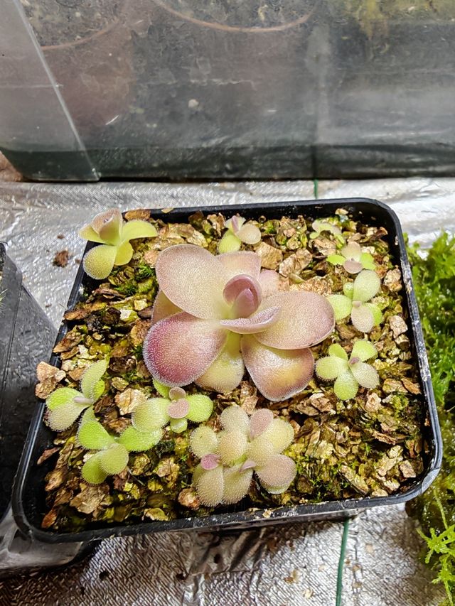 Pinguicula Cherry Blossom
