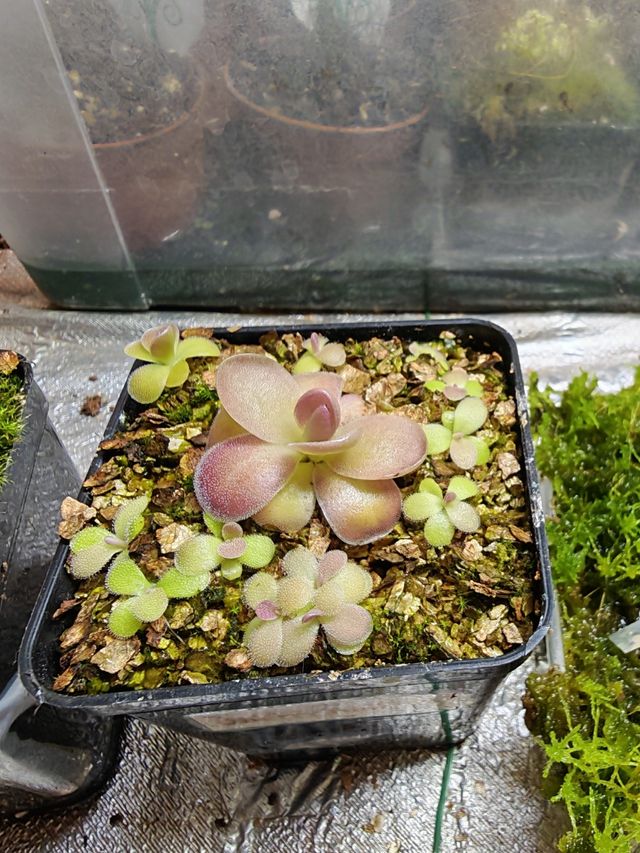 Pinguicula Cherry Blossom