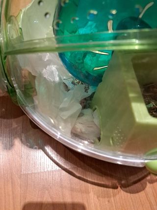 Jaula completa de Hámster, hábitat ovo con Tub
