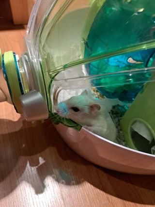 Jaula completa de Hámster, hábitat ovo con Tub