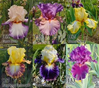 1 rizoma Iris Germanica - Vari colori