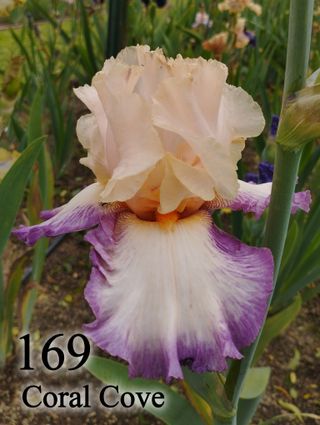 1 rizoma Iris Germanica - Vari colori