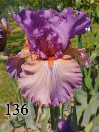 1 rizoma Iris Germanica - Vari colori