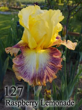1 rizoma Iris Germanica - Vari colori