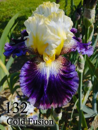 1 rizoma Iris Germanica - Vari colori
