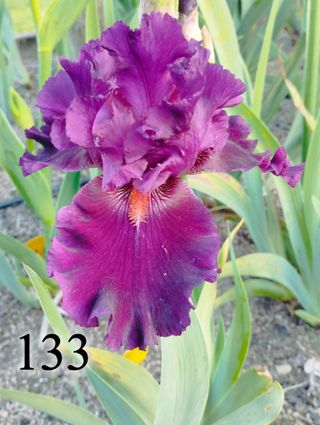 1 rizoma Iris Germanica - Vari colori