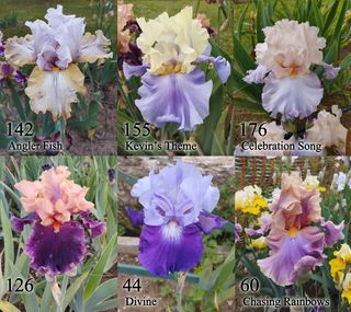 Iris germanica 1 rizoma - vari colori