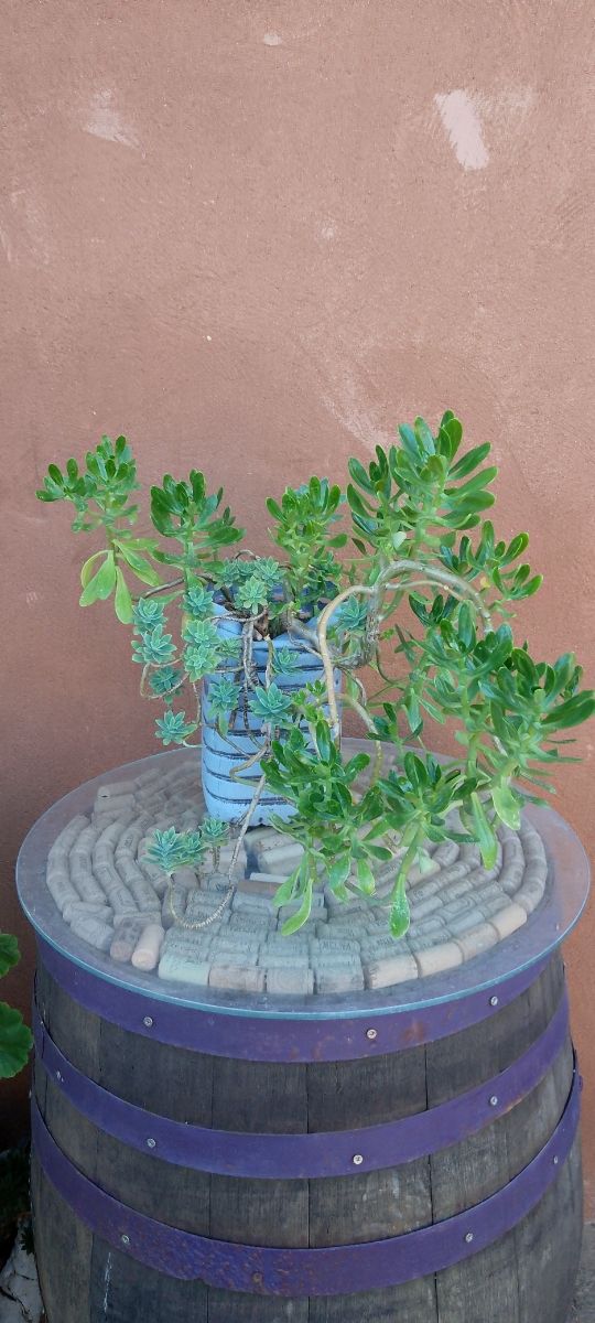 Planta Suculenta Siempre Verde