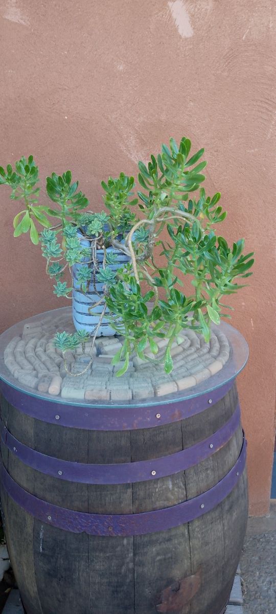 Planta Suculenta Siempre Verde