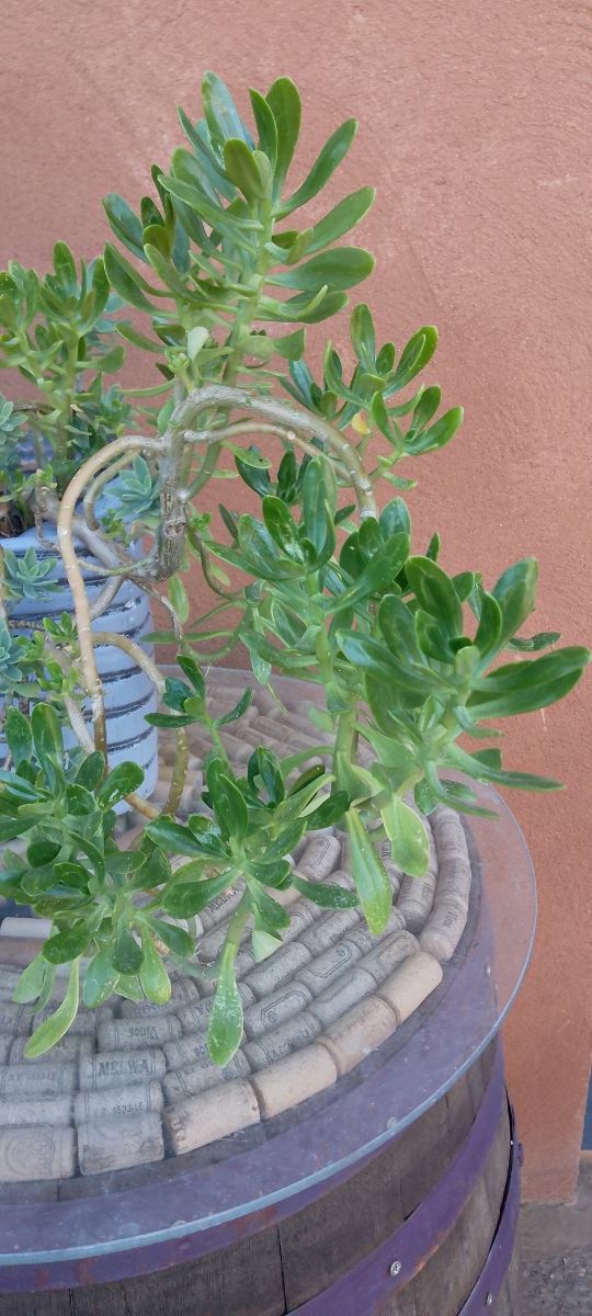 Planta Suculenta Siempre Verde