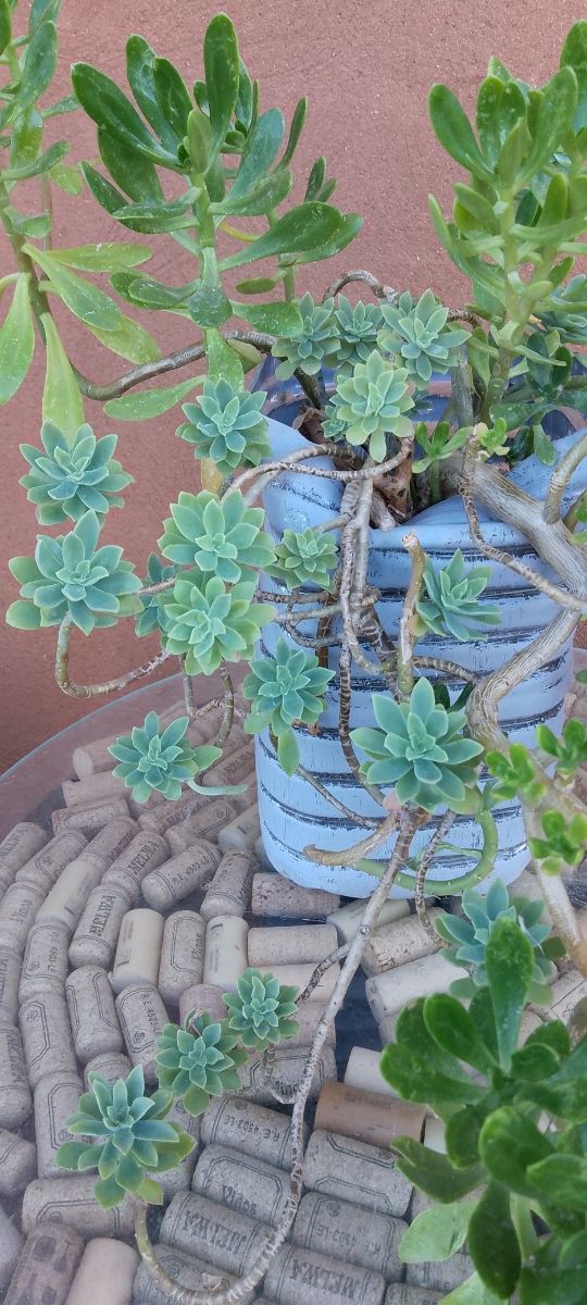 Planta Suculenta Siempre Verde