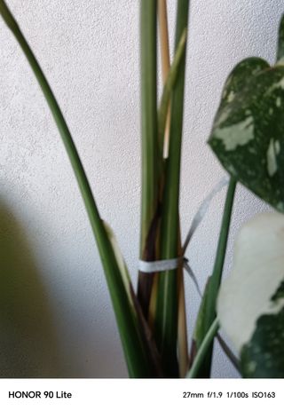 Monstera Thai Constellation