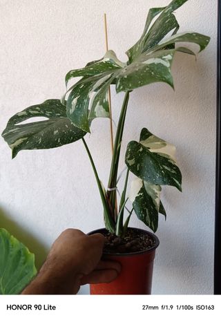 Monstera Thai Constellation