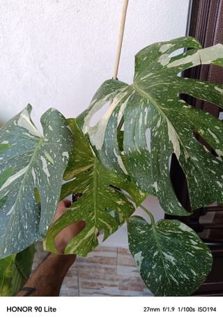 Monstera Thai Constellation