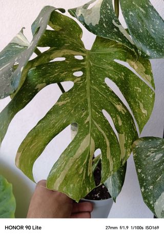 Monstera Thai Constellation