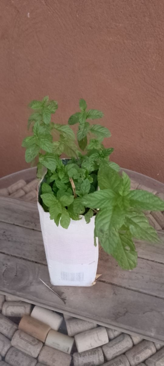 Planta de Menta Aromática