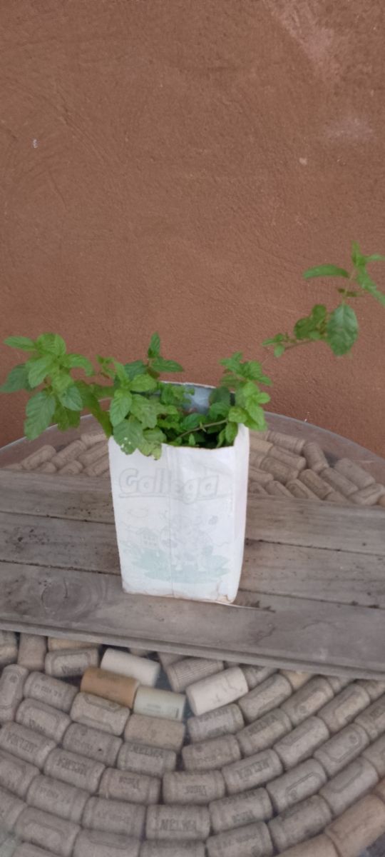 Planta de Menta Aromática