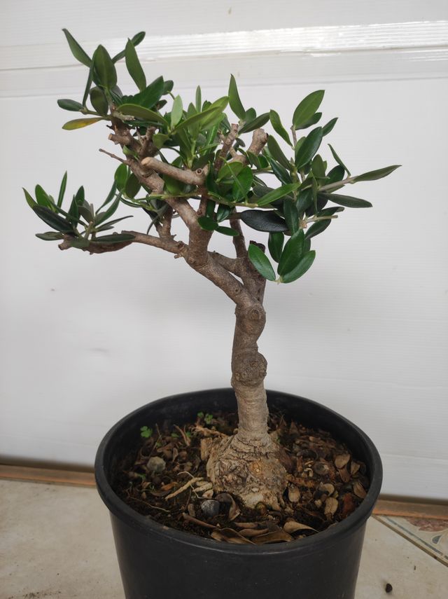 Ulivo prebonsai U21