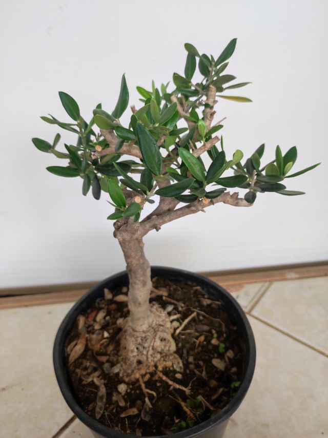 Ulivo prebonsai U21