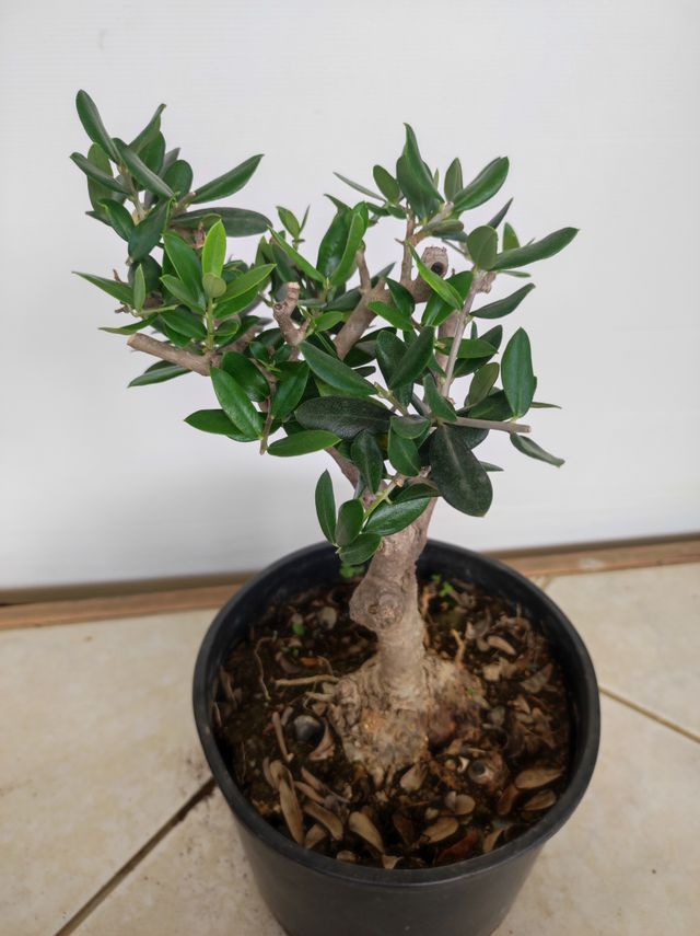 Ulivo prebonsai U21