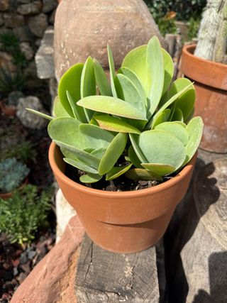 Cactus Kalanchoe