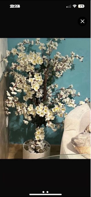 Almendro decorativo en condado de alhama