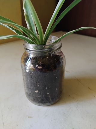 Pianta con vaso in vetro