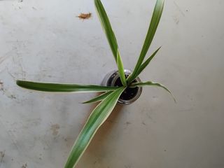 Pianta con vaso in vetro
