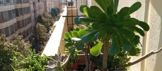 Jardinera con plantas crasas variadas