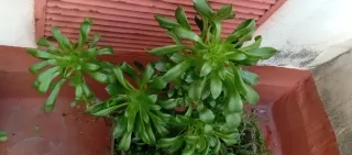 Jardinera con plantas crasas variadas