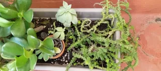 Jardinera con plantas crasas variadas