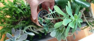 Jardinera con plantas crasas variadas