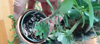 Jardinera con plantas crasas variadas