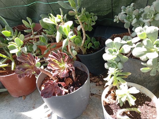 Esquejes y plantas desde 2€