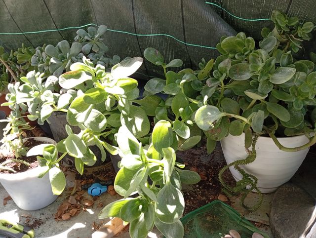 Esquejes y plantas desde 2€