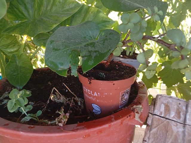 Esquejes y plantas desde 2€