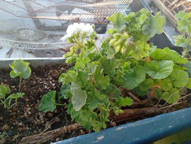 Esquejes y plantas desde 2€