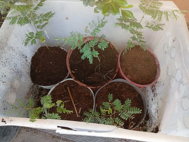 Esquejes y plantas desde 2€