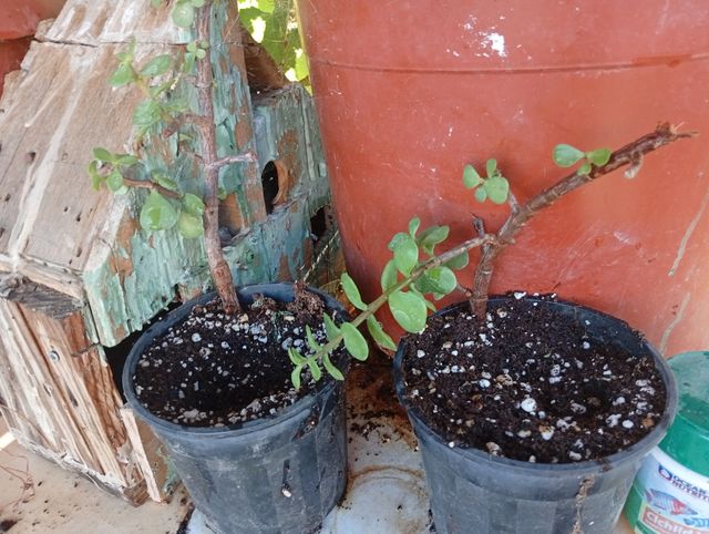 Esquejes y plantas desde 2€