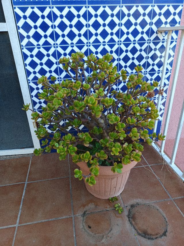 Planta Árbol de Jade