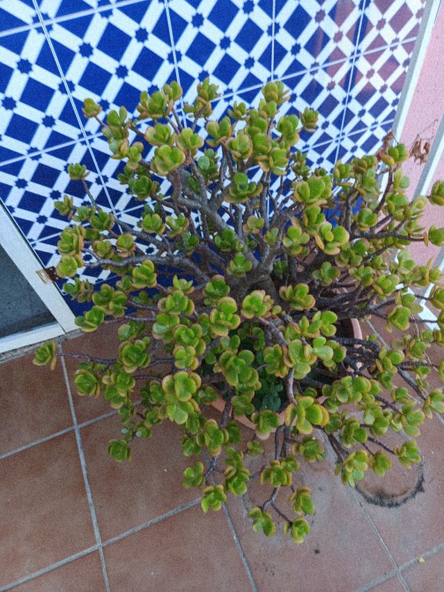 Planta Árbol de Jade
