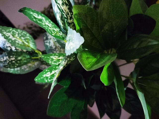 2 PLANTAS ARTIFICIALES DECORATIVAS POR SÓLO 6€