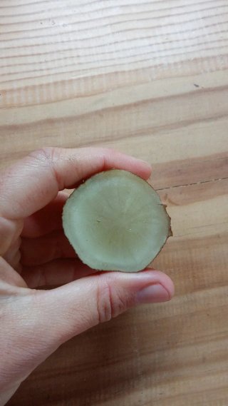 Yacón