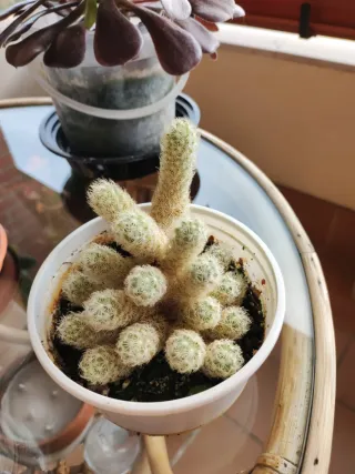 Cactus Mammillaria Elongata