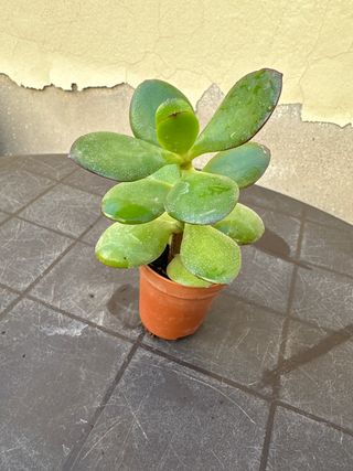 Crassula ovata Sunset - Planta Jade
