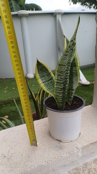 Lengua de Suegra Sansevieria Espada San Jorge