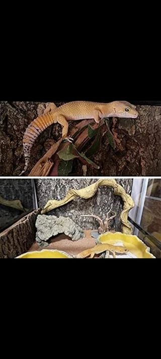 Decorazione montana per terrari e acquari