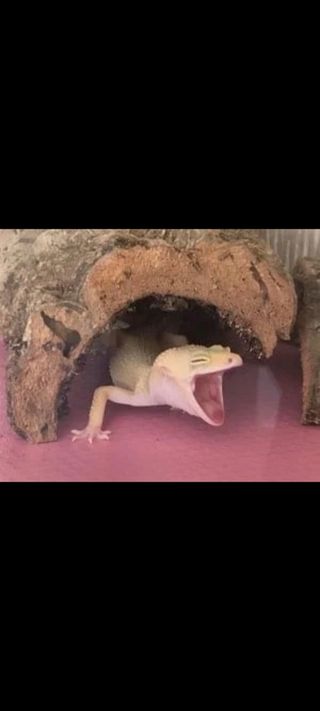 Nascondi terrari/acquari in sughero