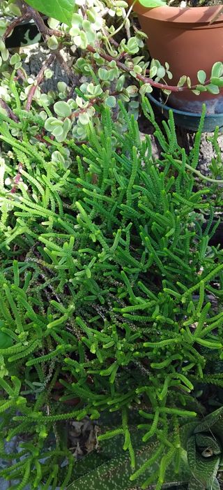 Talea di pianta grassa succulenta