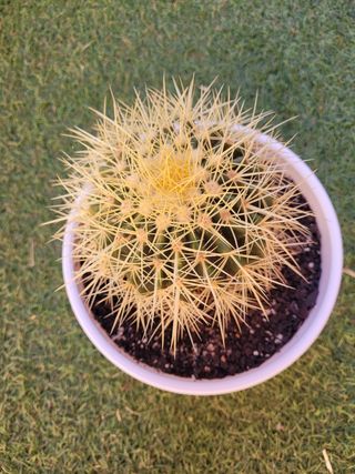 Cactus Asiento de Suegra